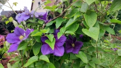IMG_20260509_203110.jpg