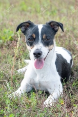 141568165-black-and-white-jack-russell-terrier-lying-in-a-field.jpg