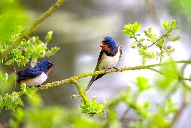 barn-swallows-8022044_640.jpg