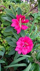 IMG_20260509_203027.jpg